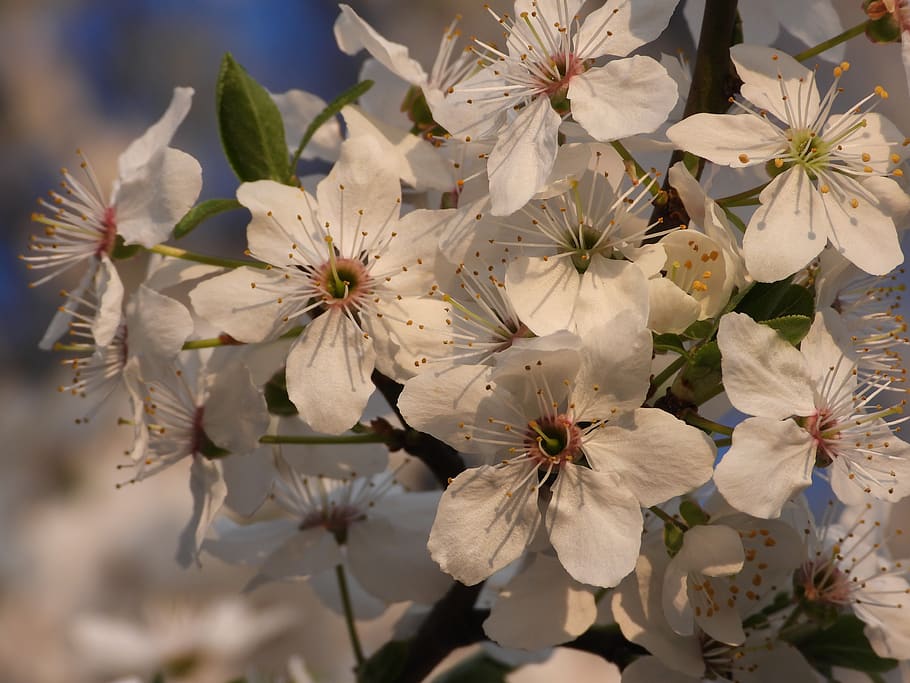 primavera, fiori, prugna, albero, natura, pianta, giardino, bellezza, prati, figura, bellissimo, macro, fiore, pianta fiorita, freschezza, fragilità, vulnerabilità, petalo, bellezza nella natura, crescita, infiorescenza, avvicinamento, testa di fiore, Colore bianco, polline, fiorire, nessuno, messa a fuoco selettiva, fiore di ciliegio, 4K