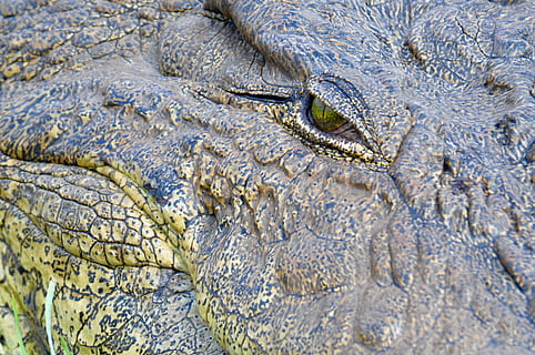 Botswana, Chobe, coccodrillo, vicino, temi animali, animali allo stato selvatico, animale, un animale, fauna selvatica, vertebrato, acqua, parte del corpo animale, rettile, testa di animale, nessuno, occhio animale, scala animale, caccia agli animali, natura, alligatore, a caccia, occhio, all'aperto, denti di animale, invisibile, aggressione, 4K, CC0, dominio pubblico, privo di copyright