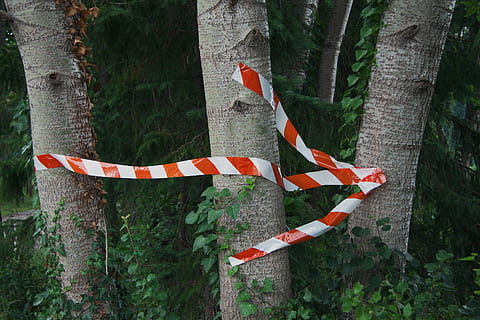 šipkou doprava, abstraktní, úhel, šipka, hrot šípu, umění, Pozadí, kapela, značka, komplex, složení, chod, Přímo, směr, dvojnásobek, živel, symbol, postava, formulář, pro ostatní, vpřed, zelená, myšlenka, řádek, spravovat, více směrové, Příroda, ukazatel, že jo, tvar, podepsat, pás, páska, strom, stromy, způsob, kmen stromu, kufr, den, nikdo, rostlina, sdělení, vlajka, les, pruhovaný, venku, bezpečnostní, bariéra, varovná cedule, bezpečnost, přistát, patriotismus, hranice, 4K, CC0, veřejná doména, bez autorských práv