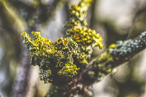 grøn mos, plante, pollen, ananas, frugt, mad, forår, hvirvelløse, dyr, insekt, bi, træ, holz, Frühling, gedehams, hveps, Andrena, blomst, blomstre, honningbi, Skærmplantefamilien, vækst, skønhed i naturen, tæt på, dag, selektiv fokusering, ingen mennesker, natur, grøn farve, fokus på forgrunden, afdeling, udendørs, blad, plante del, friskhed, ro, lichen, sollys, 5K, CC0, offentligt domæne, royaltyfrie