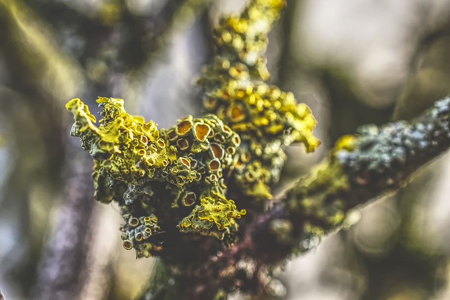 molsa verda, planta, pol·len, pinya, fruita, menjar, primavera, invertebrat, animal, insecte, abella, fusta, holz, frühling, Hornet, Vespa, andrena, flor, mel d'abella, apiaceae, creixement, bellesa a la natura, primer pla, dia, enfocament selectiu, cap gent, naturalesa, arbre, color verd, centrar-se en primer pla, branca, a l'aire lliure, full, part de la planta, frescor, tranquil·litat, liquen, llum solar, 5K