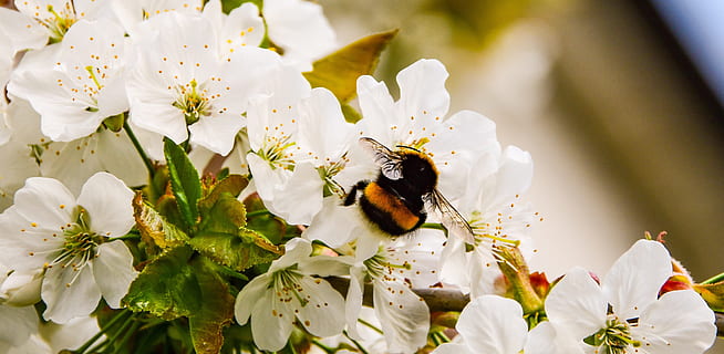 cereja, flor, árvore, Primavera, natureza, branco, plantas, floração, Bourdon, inseto, planta com flores, temas animais, animal, invertebrado, animais selvagens, plantar, um animal, beleza na natureza, animais em estado selvagem, frescura, fragilidade, pétala, abelha, cor branca, fechar-se, crescimento, cabeça de flor, vulnerabilidade, pólen, ninguém, bumblebee, polinização, 4K, CC0, domínio público, royalty free