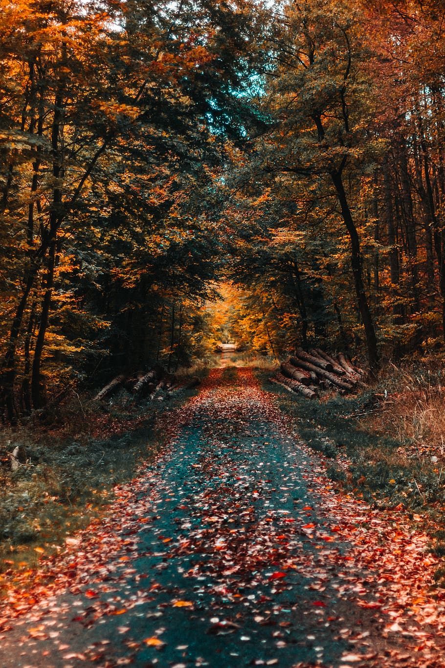 envoltat, arbres, full, planta, arbre, maple, gambach, Alemanya, gambacher wald, carretera, Camí, naturalesa, a l'aire lliure, sòl, registres, caure, tardor, aventura, caminada, fulles, bosc, canvi, el camí a seguir, direcció, perspectiva decreixent, bellesa a la natura, tranquil·litat, part de la planta, color taronja, sendera, terra, dia, cap gent, escena tranquil·la, col·lecció de tardor, treelined, 5K
