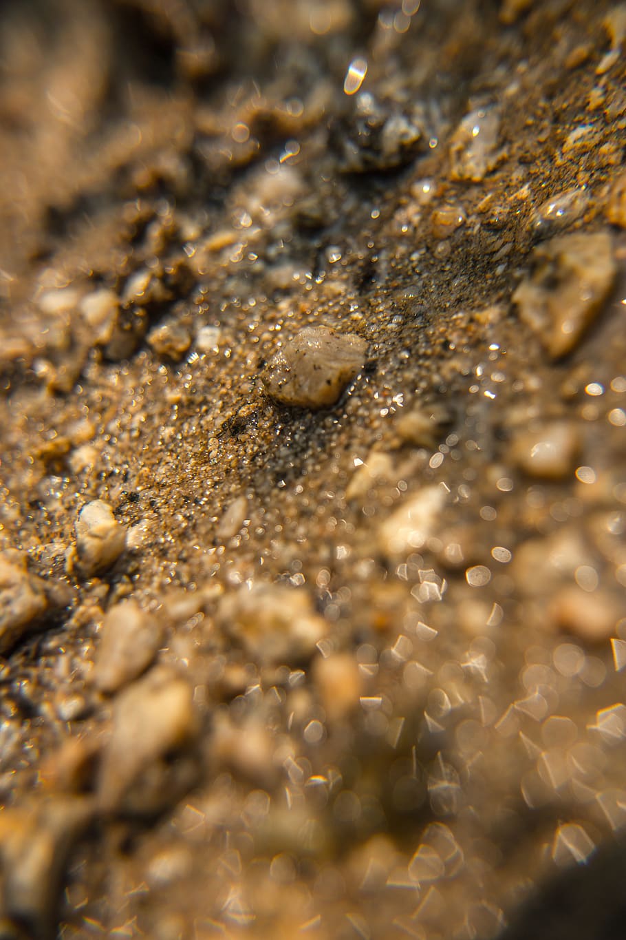 macro, sorra, roques, fons, fons de pantalla, patrick hendry, marró, borrós, focus, bokeh, enfocament selectiu, cap gent, aigua, fauna animal, naturalesa, animal, primer pla, mar, temes d'animals, marc complet, platja, terra, animals a la natura, un animal, dia, cranc, poc profund, marí, 5K