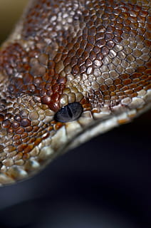 python de bredl, python, Austràlia, animal, constrictor, rèptil, exòtic, ull, serp, part del cos dels animals, primer pla, temes d'animals, escala d’animals, fauna animal, un animal, cap gent, animals a la natura, vertebrats, ull d’animals, cap d’animals, patró natural, pell d’animals, enfocament selectiu, naturalesa, primer pla extrem, verinós, 4K, CC0, domini públic, lliure de regalies