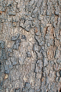 corteza de árbol, tronco de arbol, planta, árbol, textura, suelo, madera, rock, insecto, invertebrado, animal, insecto de cricket, aumentador, escombros, alquitrán, raíz, roble, arce, vegetal, grano, comida, fotograma completo, antecedentes, texturizado, modelo, nadie, día, áspero, de cerca, naturaleza, al aire libre, estructura construida, arquitectura, erosionado, historia, antiguo, educación, gris, efecto texturizado, 5K, CC0, dominio público, libre de derechos