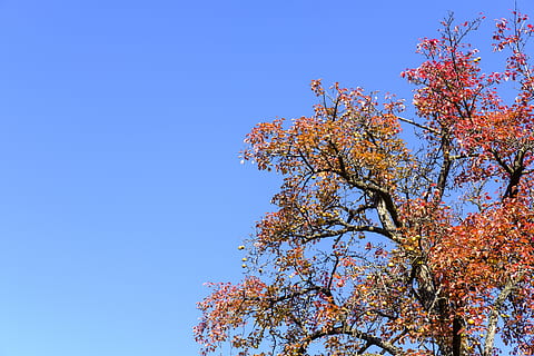 træ, efterår, falde blade, frugt træ, frugt, frugter, æble, pære, himmel, farverig, plante, lav vinkel visning, skyfri himmel, skønhed i naturen, lave om, vækst, afdeling, blå, natur, dag, ingen mennesker, kopiere plads, udendørs, blad, forår, ro, scenics - natur, kirsebær blomst, 5K, CC0, offentligt domæne, royaltyfrie