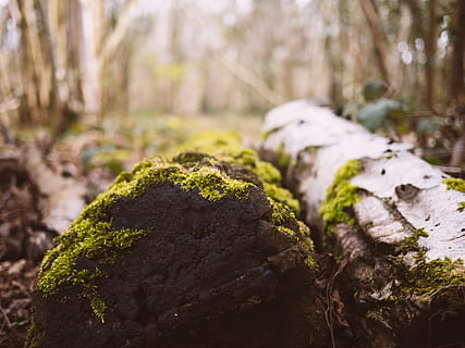 registre, arbre, branca, molsa, boscos, fusta, naturalesa, fora, camp, país, verd, bedoll de plata, planta, creixement, tronc de l'arbre, tronc, primer pla, centrar-se en primer pla, bosc, cap gent, terra, dia, fong, a l'aire lliure, enfocament selectiu, bolets, color verd, tranquil·litat, sòlid, liquen, escorça, nivell superficial, 4K, CC0, domini públic, lliure de regalies