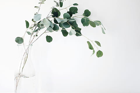 nog steeds, items, dingen, planten, vaas, takken, bladeren, minimalistische, wit, groen, blad, deel van de plant, fabriek, studio opname, witte achtergrond, binnenshuis, natuur, geen mensen, versheid, detailopname, groei, schoonheid in de natuur, plant stengel, groene kleur, takje, kopie ruimte, witte kleur, breekbaarheid, kamerplant, 4K, CC0, publiek domein, royaltyvrij