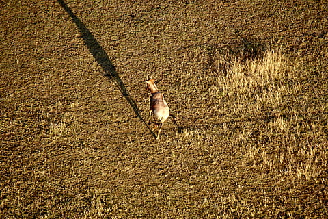 ged løbende, dyr, fugl, jord, udendørs, Arusha, serengeti nationalpark, tanzania, natur, plante, græs, Mark, hjort, dyreliv, pattedyr, græsarealer, fjerkræ, kylling, vej, et dyr, dyre temaer, hvirveldyr, kæledyr, indenlandske, dag, husdyr, dyr i naturen, ingen mennesker, sollys, høj vinkel visning, hunde, 5K, CC0, offentligt domæne, royaltyfrie
