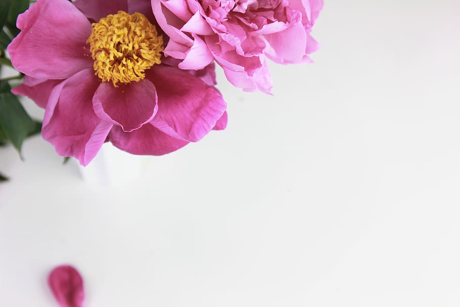 flors de color rosa, flor, peònia, planta, pètal, paper, blanc, pol·len, rosa, flatlay, artista, suculent, maqueta, fons, dalia, gerani, antera, clavell, arranjament floral, planta amb flors, bellesa a la natura, vulnerabilitat, frescor, fragilitat, color rosa, còpia espai, primer pla, inflorescència, naturalesa, cap de flor, tir de l'estudi, a l'interior, cap gent, fons blanc, vista d’angle alt, primavera, porpra, bouquet, 5K