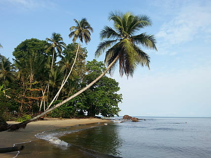 platja, mar, Costa, arbre, oceà, Riba, vacances, llacuna, badia, illa, cos d'aigua, Carib, tròpics, capa, planta llenyosa, arecales, família de palmeres, planta, Palmera, aigua, clima tropical, bellesa a la natura, cel, escenics - natura, creixement, tranquil·litat, naturalesa, terra, escena tranquil·la, dia, cap gent, palmera de coco, davant del mar, a l'aire lliure, arbre tropical, 2K, CC0, domini públic, lliure de regalies