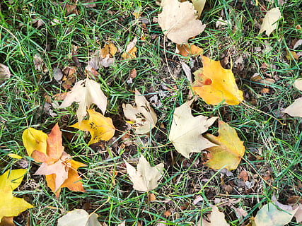 grass, ground, leaves, leaf, fall, autumn, nature, land, field, plant part, plant, change, day, high angle view, dry, yellow, no people, beauty in nature, falling, orange color, fragility, vulnerability, outdoors, messy, natural condition, 4K, CC0, public domain, royalty free