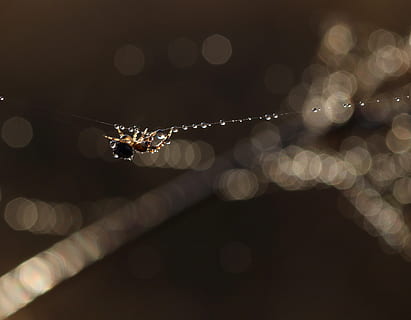 aranha, orvalho, molhado, gotas, teia de aranha, acrobata, bokeh, fechar-se, agua, solta, foco seletivo, focar em primeiro plano, ninguém, noite, natureza, reflexo de lente, invertebrado, ao ar livre, fragilidade, iluminado, beleza na natureza, vulnerabilidade, inseto, pureza, chuva, gota de chuva, 2K, CC0, domínio público, royalty free
