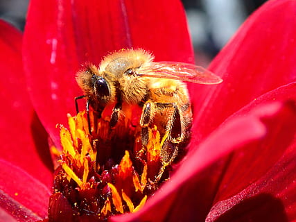 fiore, rosso, api, natura, insetti, estate, fiori, nettare, polline, stami, spruzzatina, invertebrato, fauna selvatica, animali allo stato selvatico, temi animali, insetto, un animale, animale, avvicinamento, pianta fiorita, petalo, fragilità, testa di fiore, bellezza nella natura, vulnerabilità, crescita, impollinazione, Ape, nessuno, all'aperto, 4K, CC0, dominio pubblico, privo di copyright