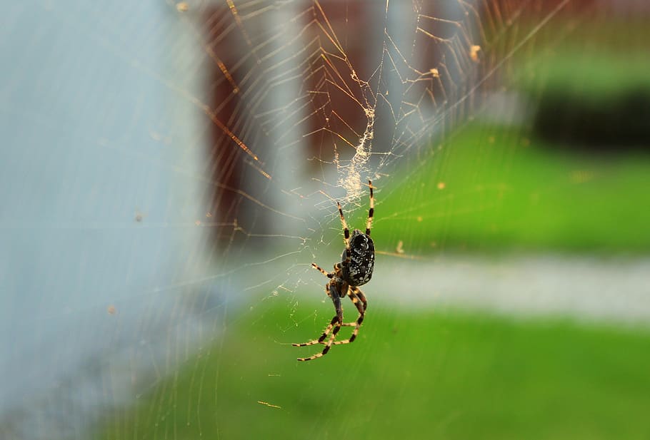 aranya, araneus, hotel, teranyina, insecte, fòbia, naturalesa, viu, invertebrat, animals a la natura, aràcnids, temes d'animals, animal, fauna animal, fragilitat, primer pla, un animal, artròpode, centrar-se en primer pla, dia, supervivència, web, enfocament selectiu, cap gent, cames d’animal, a l'aire lliure, complexitat, 4K