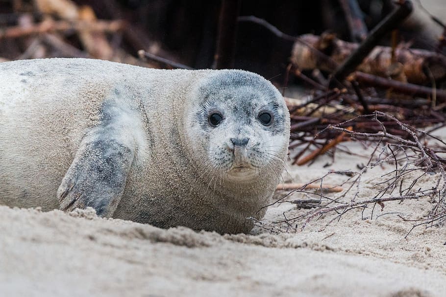 Marrone, Leone marino, sabbia, animale, spiaggia, strisciare, carina, duna, ambiente, pelliccia, mammifero, marino, oceano, parco, mare, acqua, selvaggio, natura, zoo, temi animali, fauna selvatica, animali allo stato selvatico, un animale, ritratto, messa a fuoco selettiva, nessuno, foca, vertebrato, terra, guardando la fotocamera, rilassamento, giovane animale, sdraiarsi, all'aperto, giorno, testa di animale, baffo, 5K
