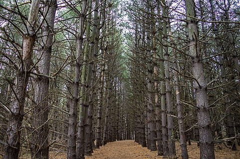 pini, alberi di pino, foresta, appartato, silenzioso, paesaggio, boschi, sentiero didattico, pista, sentiero d'escursionismo, sentiero, inverno, nuvoloso, autunno, sempreverde, albero, pianta, terra, la tranquillità, tronco, crescita, tronco d'albero, nessuno, giorno, bellezza nella natura, natura, la strada davanti, bosco, scena tranquilla, direzione, prospettiva decrescente, scenics - natura, all'aperto, treelined, bambù - pianta, 5K, CC0, dominio pubblico, privo di copyright