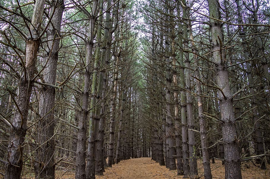 fyrretræer, Skov, afsondret, rolige, landskab, natursti, sti, vandresti, pathway, vinter, overskyet, efterår, stedsegrønne, træ, plante, jord, ro, bagagerum, vækst, træstamme, ingen mennesker, dag, skønhed i naturen, natur, vejen frem, rolig scene, retning, faldende perspektiv, scenics - natur, udendørs, treelined, bambus - plante, 5K