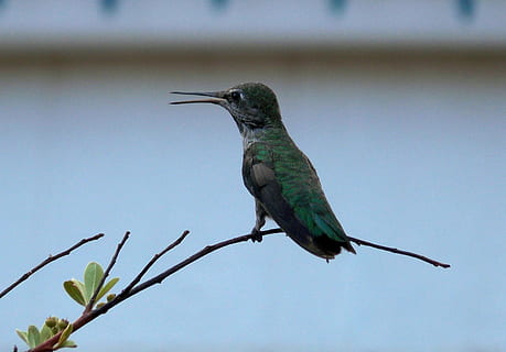 burung, paruh, cabang, hewan, satwa liar hewan, tema binatang, bertulang belakang, binatang di alam liar, satu binatang, bertengger, menanam, burung kolibri, tidak ada orang, alam, penuh, warna hijau, hari, ranting, pohon, fokus pada latar depan, keindahan di alam, 2K, CC0, domain publik, bebas royalti