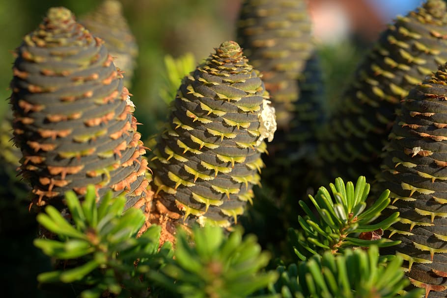 Kiefernzapfen, Tannenbaum, Baum, Natur, Zapfhahn, Wald, immergrün, Nadelbaum, Weichholz, Grün, Weihnachten, Tannenzweig, Pflanze, Nadelzweig, Tannengrün, Wachstum, grüne Farbe, Nahansicht, keine Leute, Sukkulente, Schönheit in der Natur, selektiver Fokus, Tag, Kaktus, Dorn, Scharf, natürliches Muster, Fokus auf den Vordergrund, draußen, Frische, Muster, Feld, Botanik, stachelig, Nadel - Pflanzenteil, 5K