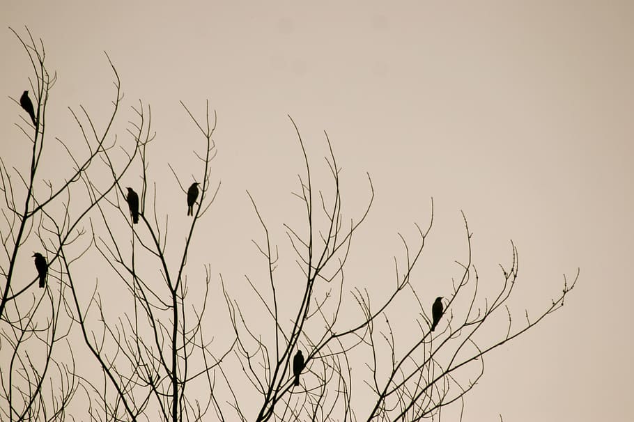 ocells, arbre, naturalesa, fons, hivern, silueta, cel, vertebrats, planta, ocell, animals a la natura, animal, fauna animal, temes d'animals, cap gent, bellesa a la natura, posat, grup d’animals, cel clar, dia, creixement, posta de sol, branca, a l'aire lliure, 2K
