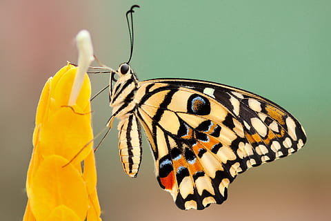 papillon, papillon de nuit, insecte, macro, fermer, nectar, pollen, fleur, l'automne, tomber, jaune, thèmes animaux, la faune des animaux, animal, invertébré, papillon - insecte, aile des animaux, un animal, animaux à l'état sauvage, beauté dans la nature, partie du corps de l'animal, personne, la nature, se concentrer sur le premier plan, marques d'animaux, fragilité, antenne animale, tête d'animal, 4K, CC0, domaine public, libre de droits