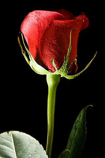 sort, Rose, rød, baggrund, tæt på, isolerede, ingen, kronblad, dag, blomst, hoved, s, kærlighed, objekt, plante, skønhed, valentinsdag, romantik, natur, enkelt, sort baggrund, friskhed, studio skud, blomstrende plante, skønhed i naturen, skrøbelighed, sårbarhed, vækst, ingen mennesker, blomsterstand, indendørs, grøn farve, plante del, blad, blomsterhoved, bægerblad, 4K, CC0, offentligt domæne, royaltyfrie