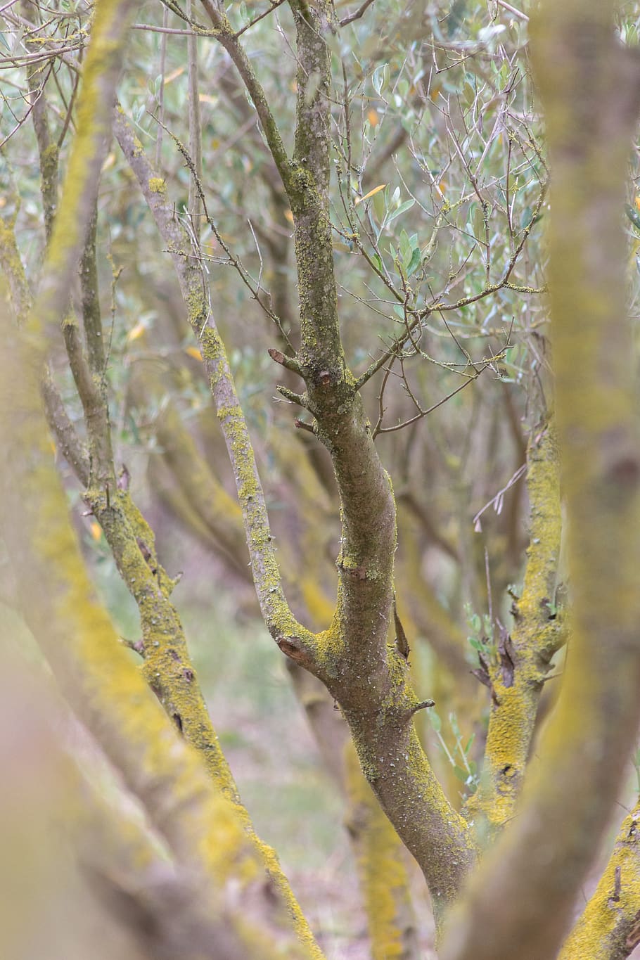 arbre, planta, tronc de l'arbre, lustrées, lambent, colors, couleurs, fotos bonitas, images más hermosas, fotos més boniques, millors fotos, colorido, imatges hermoses, fotos de jolies, africains, turismo, photographie de voyage, luisants, étincelantes, chatoyante, creixement, cap gent, naturalesa, dia, enfocament selectiu, branca, primer pla, bellesa a la natura, tranquil·litat, a l'aire lliure, centrar-se en primer pla, bosc, tronc, terra, flor, color verd, planta amb flors, 5K