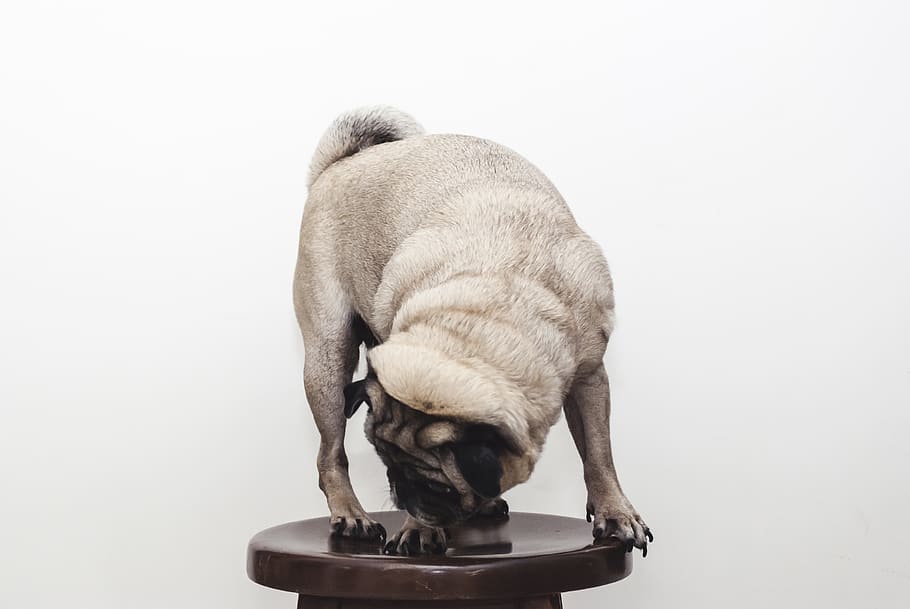 fawn pug, afføring, kæledyr, dyr, mops, hund, Mexico, pattedyr, hunde, Merida, isolerede, hvid, stå, siameser, kat, baggrund, race, lille, Brun, raceren, studie, dyre temaer, et dyr, indenlandske, husdyr, indendørs, ingen mennesker, studio skud, hvirveldyr, hvid baggrund, tæt på, sovende, kopiere plads, lempelse, fuld længde, 2K