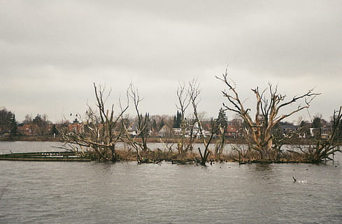 arbres nus, naturalesa, a l'aire lliure, terra, aigua, inundació, animal, ocell, ocells, llac, illa, pantà, bog, aus aquàtiques, embassament, estany, cigne negre, cigne, ramat, línia de costa, cel, arbre, planta, cap gent, dia, riu, núvol - cel, arquitectura, escenics - natura, davant del mar, arbre nu, medi ambient, bellesa a la natura, fauna animal, 2K, CC0, domini públic, lliure de regalies