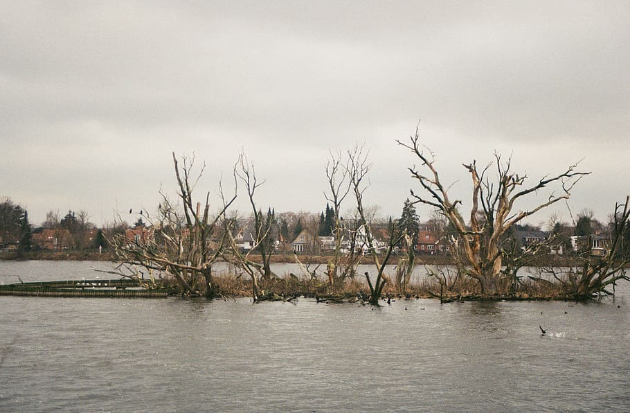arbres nus, naturalesa, a l'aire lliure, terra, aigua, inundació, animal, ocell, ocells, llac, illa, pantà, bog, aus aquàtiques, embassament, estany, cigne negre, cigne, ramat, línia de costa, cel, arbre, planta, cap gent, dia, riu, núvol - cel, arquitectura, escenics - natura, davant del mar, arbre nu, medi ambient, bellesa a la natura, fauna animal, 2K