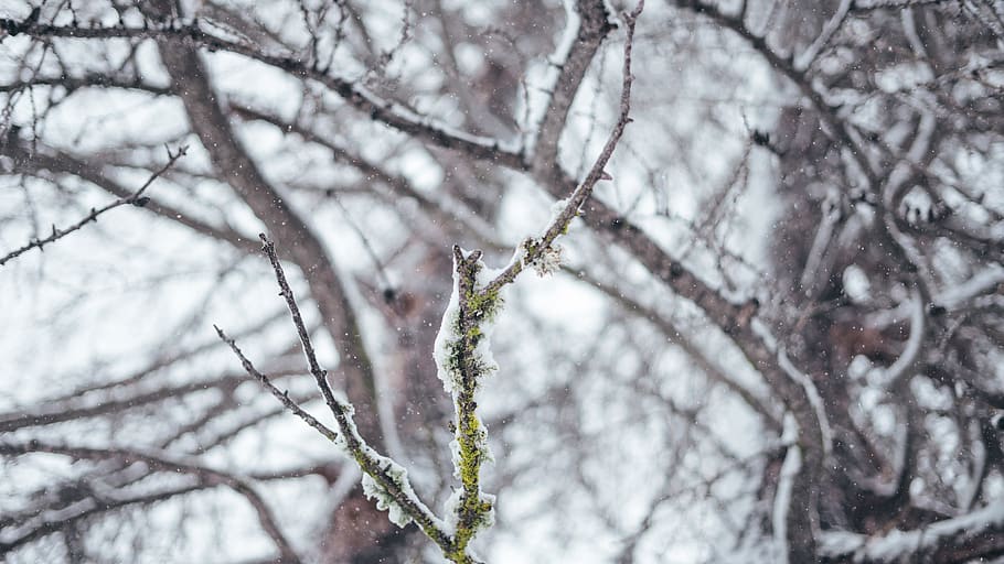 schneebedeckter Baum, zing, Berg, Winter, kalt, Schnee, Baum, Pflanze, kalte Temperatur, Ast, Natur, Schönheit in der Natur, gefroren, Tag, kahler Baum, Nahansicht, keine Leute, Ruhe, Wachstum, Fokus auf den Vordergrund, draußen, Eis, Flachwinkelansicht, extremes Wetter, schneit, Schneesturm, 5K