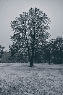 trees during winter, tree, plant, winter, snow, cold temperature, beauty in nature, nature, field, sky, tranquility, land, scenics - nature, environment, tranquil scene, day, no people, landscape, growth, outdoors, isolated, snowing, 5K, CC0, public domain, royalty free