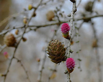 Zapfen, Frühling, blühend, Natur, Nadelholz, Ast, Pflanze, Baum, Wachstum, Winter, kalte Temperatur, Schönheit in der Natur, Nahansicht, Tag, keine Leute, Fokus auf den Vordergrund, Obst, Blume, Frische, Lebensmittel, draußen, gesundes Essen, Essen und Trinken, Schnee, Nadelbaum, 2K, CC0, gemeinfrei, lizenzfrei