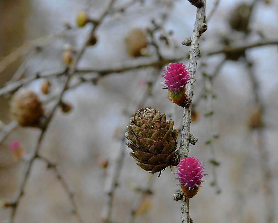 Zapfen, Frühling, blühend, Natur, Nadelholz, Ast, Pflanze, Baum, Wachstum, Winter, kalte Temperatur, Schönheit in der Natur, Nahansicht, Tag, keine Leute, Fokus auf den Vordergrund, Obst, Blume, Frische, Lebensmittel, draußen, gesundes Essen, Essen und Trinken, Schnee, Nadelbaum, 2K