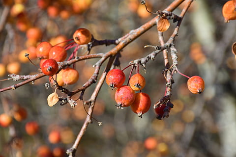 fallen, Äpfel, Baum, Obst, Ernte, rot, Lebensmittel, Natur, reif, Obstgarten, Essen und Trinken, gesundes Essen, Pflanze, Wachstum, Fokus auf den Vordergrund, Frische, keine Leute, Nahansicht, Beerenfrucht, Tag, Ast, Wohlbefinden, Schönheit in der Natur, draußen, Sonnenlicht, Vogelbeere, 5K, CC0, gemeinfrei, lizenzfrei