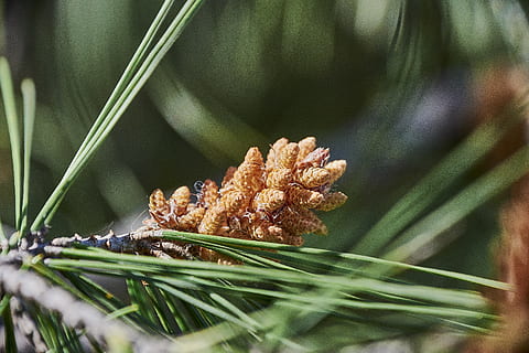 pinho, surto, agulhas, floresta, conífera, plantar, fechar-se, foco seletivo, crescimento, natureza, ninguém, beleza na natureza, cor verde, dia, ao ar livre, parte da planta, folha, frescura, flor, focar em primeiro plano, vulnerabilidade, comida e bebida, árvore, planta com flores, Comida, árvore conífera, 5K, CC0, domínio público, royalty free