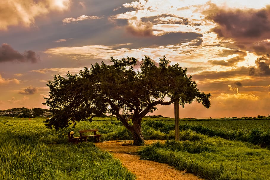 albero, paesaggio, natura, panoramico, cielo, nuvole, tramonto, inverno, luce del sole, scenario, i campi, prato, campagna, cavo greko, Cipro, pianta, bellezza nella natura, erba, campo, nuvola - cielo, la tranquillità, scenics - natura, crescita, scena tranquilla, terra, ambiente, colore verde, nessuno, scena non urbana, idilliaco, all'aperto, 5K