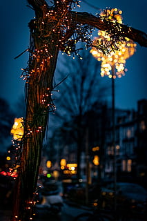 luci stringa accese, albero, illuminazione, veicolo, auto, automobile, mezzi di trasporto, amsterdam, luce, pianta, foglia, bagliore, notte, urbano, macchina, ha parlato, vita notturna, asfalto, ruota in lega, ruota, illuminato, concentrarsi sulle conoscenze acquisite, crepuscolo, natura, città, esterno dell'edificio, nessuno, cielo, architettura, struttura costruita, attrezzatura per l'illuminazione, strada, all'aperto, fiore, pianta fiorita, crescita, decorazione, 5K, CC0, dominio pubblico, privo di copyright