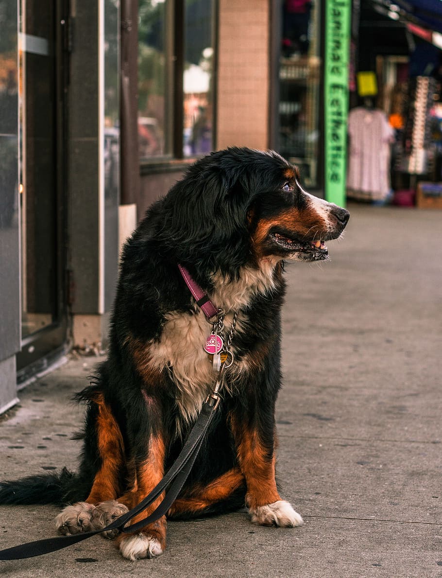 canada, toronto, one animal, domestic, pets, mammal, animal, animal themes, domestic animals, dog, canine, vertebrate, looking away, looking, focus on foreground, leash, day, no people, sitting, pet leash, city, collar, outdoors, animal head, 5K