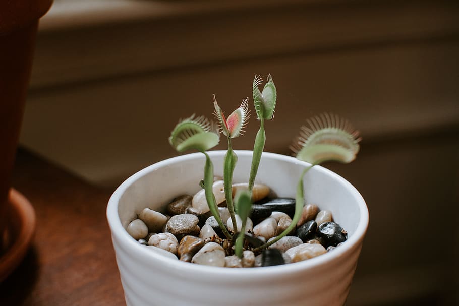 grønne blade, plante, keramik, blomstre, ornament, blomster arrangement, vase, ikebana, krukke, kunst, flora, blomst, grøn, flyvefælde, Venus, kaktus, gryde, indendørs, stueplante, potteplanter, tropisk, vækst, potteplante, tæt på, saftige plante, natur, grøn farve, ingen mennesker, mad og drikke, mad, fokus på forgrunden, skønhed i naturen, friskhed, høj vinkel visning, selektiv fokusering, dekoration, botanik, lille, blomsterkrukke, 2K