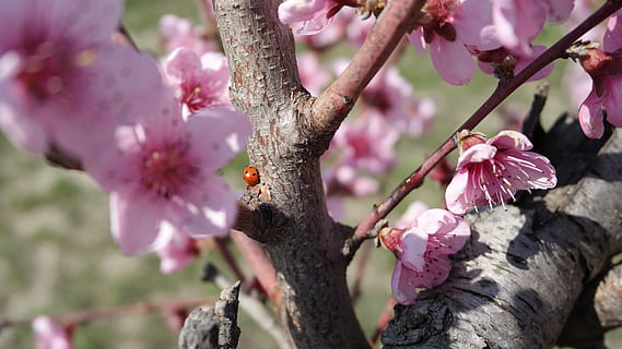 escarabat, préssec, primavera, planta, flor, planta amb flors, arbre, creixement, fragilitat, color rosa, branca, frescor, vulnerabilitat, bellesa a la natura, primer pla, pètal, centrar-se en primer pla, naturalesa, enfocament selectiu, dia, tronc, cap de flor, cap gent, a l'aire lliure, pol·len, flor de cirerer, cirerer, 5K, CC0, domini públic, lliure de regalies