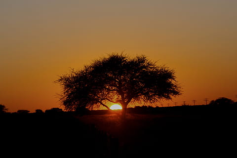 Namibia, Sonnenuntergang, Himmel, Silhouette, Baum, Pflanze, orange Farbe, Szenen - Natur, Schönheit in der Natur, Natur, Ruhe, ruhige Szene, Sonne, keine Leute, draußen, kopieren sie platz, klarer Himmel, Wachstum, idyllisch, Landschaft, Sonnenlicht, 4K, CC0, gemeinfrei, lizenzfrei