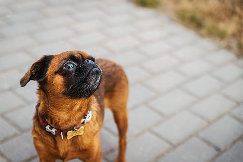 small, dog, street, one animal, domestic, canine, pets, animal themes, domestic animals, animal, mammal, lap dog, young animal, footpath, cute, pug, portrait, focus on foreground, looking, no people, puppy, purebred dog, paving stone, 4K, CC0, public domain, royalty free