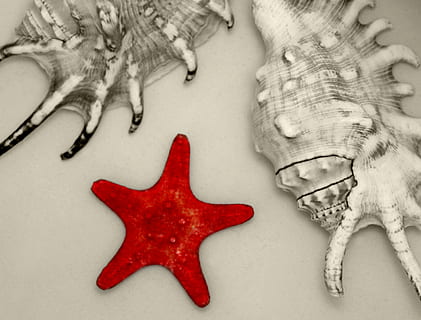 rot, Seestern, Schale, Muschel, Muscheln, Stillleben, Kunst, künstlerisch, Makro, Sternform, drinnen, Studioaufnahme, keine Leute, weißer Hintergrund, gestalten, Nahansicht, Tierwelt, High Angle View, Leben im Meer, Meer, Lebensmittel, Natur, Feier, Marine, 2K, CC0, gemeinfrei, lizenzfrei