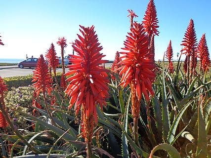Blumen, Pflanze, Wachstum, rot, Schönheit in der Natur, Blume, Natur, blühende Pflanze, Frische, Nahansicht, Zerbrechlichkeit, Verletzlichkeit, Himmel, keine Leute, Tag, Feld, Blütenkopf, Blütenblatt, Blütenstand, Aloe Vera Pflanze, Sonnenlicht, 4K, CC0, gemeinfrei, lizenzfrei
