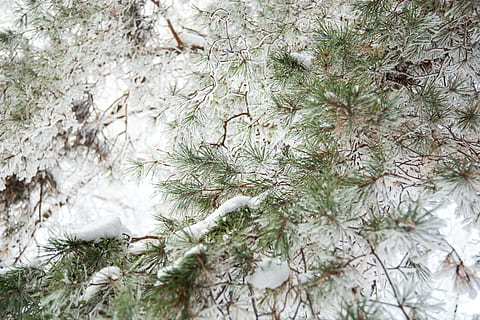 zelené listy, rostlina, strom, sníh, zimní, koření, jídlo, kopr, jehličnatý strom, mráz, jedle, abies, jehly, les, zelená, Rusko, mech, venku, modřín, Příroda, zvíře, studená teplota, nikdo, bílá barva, den, krása v přírodě, větev, přistát, zamrzlý, klid, růst, zelená barva, pole, borovice, jehličnatého stromu, sněží, borové lesy, 5K, CC0, veřejná doména, bez autorských práv