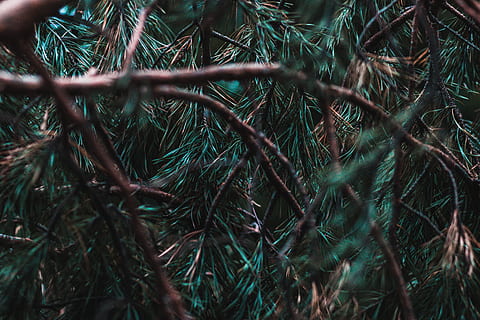 branques dels pins, arbre, planta, pi, conífera, avet, abies, làrix, picea, bobina, espiral, gota, asfalt, jay, animal, ocell, teix, cardenal, gat, gat negre, creixement, color verd, dia, cap gent, naturalesa, primer pla, marc complet, terra, bellesa a la natura, fons, enfocament selectiu, tranquil·litat, part de la planta, a l'aire lliure, bosc, branca, full, agulla - part de la planta, enredat, arbre de coníferes, 5K, CC0, domini públic, lliure de regalies