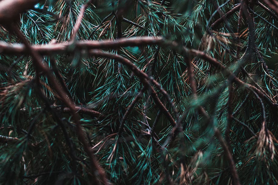 branques dels pins, arbre, planta, pi, conífera, avet, abies, làrix, picea, bobina, espiral, gota, asfalt, jay, animal, ocell, teix, cardenal, gat, gat negre, creixement, color verd, dia, cap gent, naturalesa, primer pla, marc complet, terra, bellesa a la natura, fons, enfocament selectiu, tranquil·litat, part de la planta, a l'aire lliure, bosc, branca, full, agulla - part de la planta, enredat, arbre de coníferes, 5K